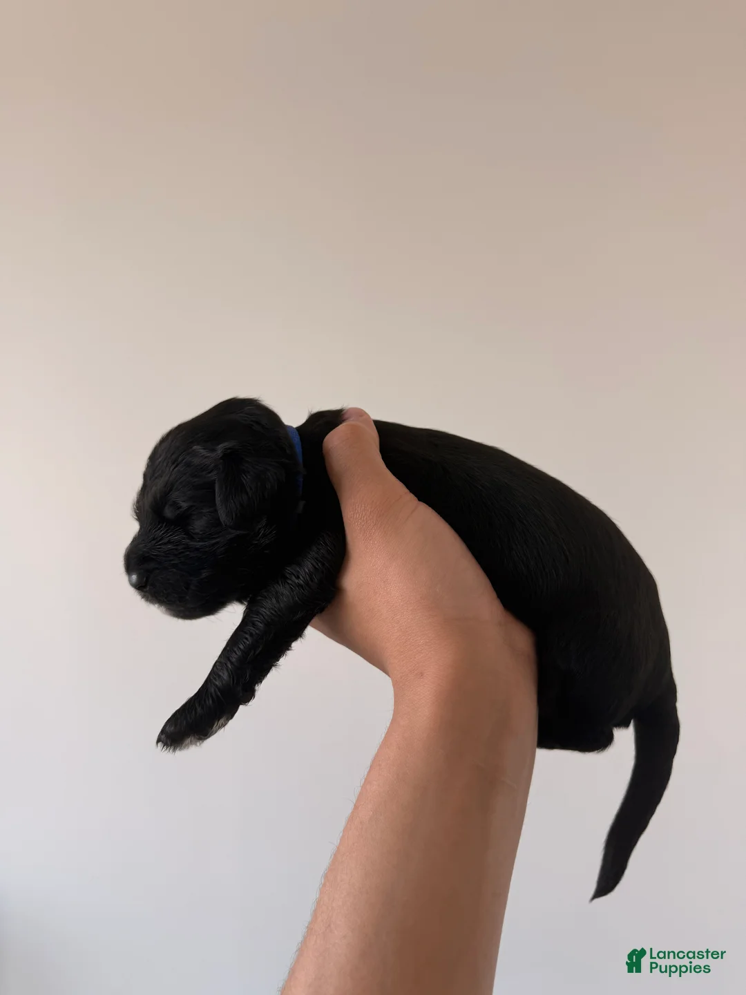 Double Doodle dogs for sale:  Sapphire - Ad 2