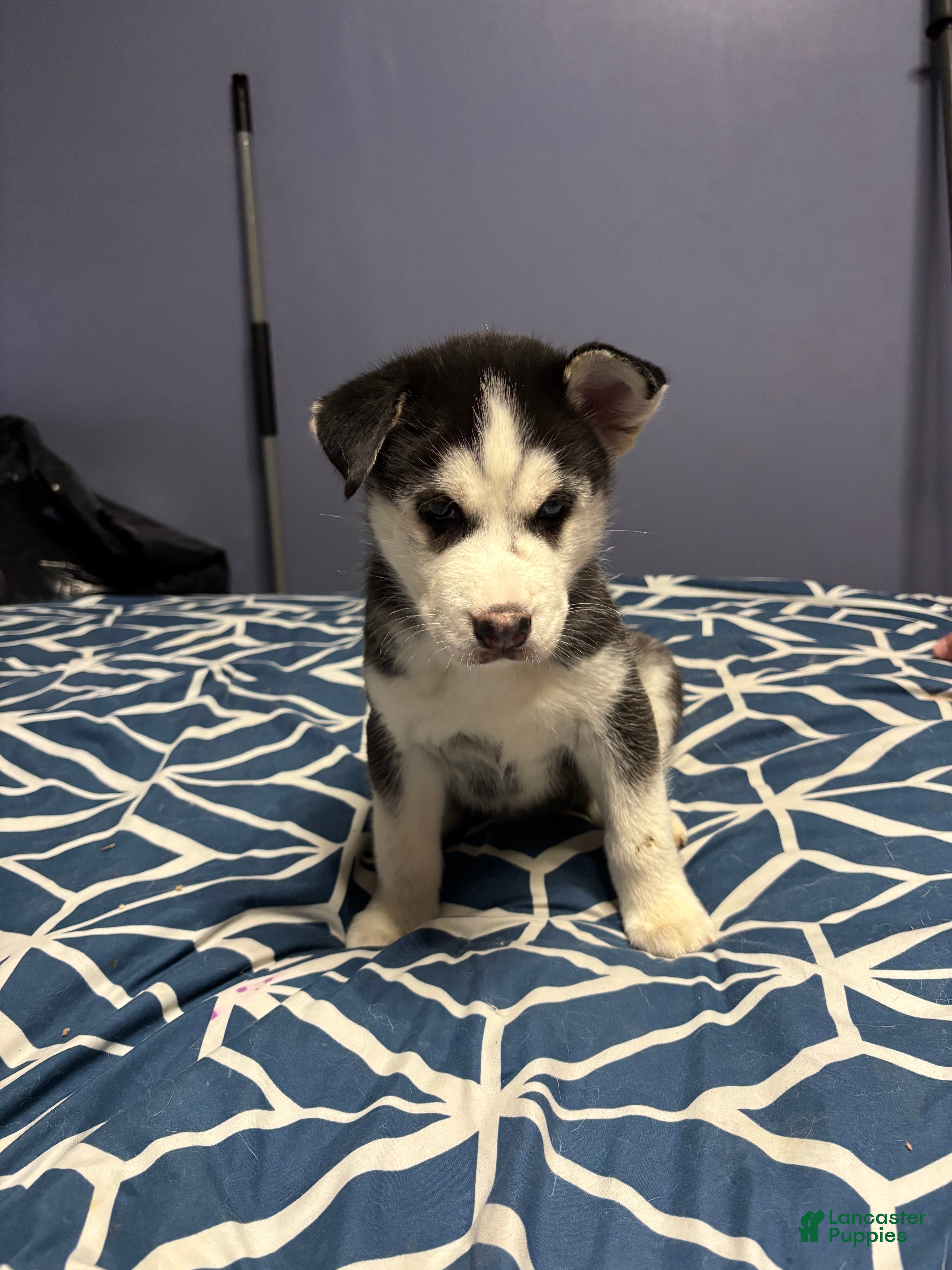 Siberian Husky dogs Siberian Husky Puppy 1 - Ad 24
