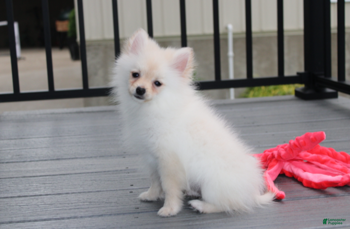 Pomeranian dogs Cooper  - Ad 2