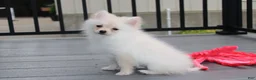 Pomeranian dogs for sale: Cooper  - Ad 2
