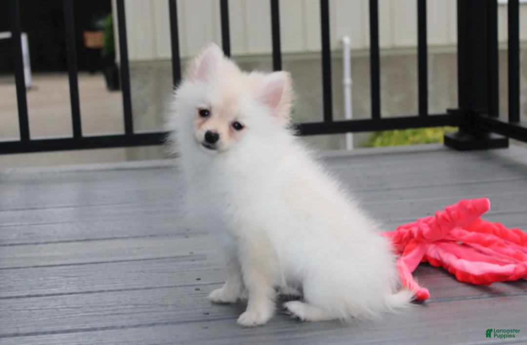 Pomeranian dogs for sale: Cooper  - Ad 2