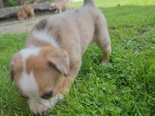 Mixed Breed dogs Wall-e - Ad 13