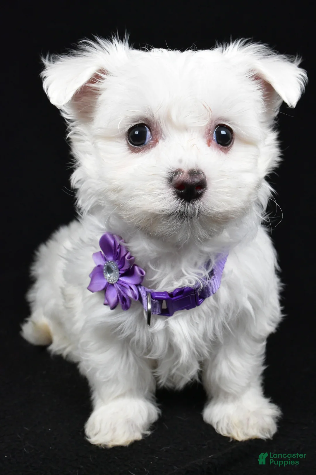 Maltese dogs for sale: Minty - Ad 7