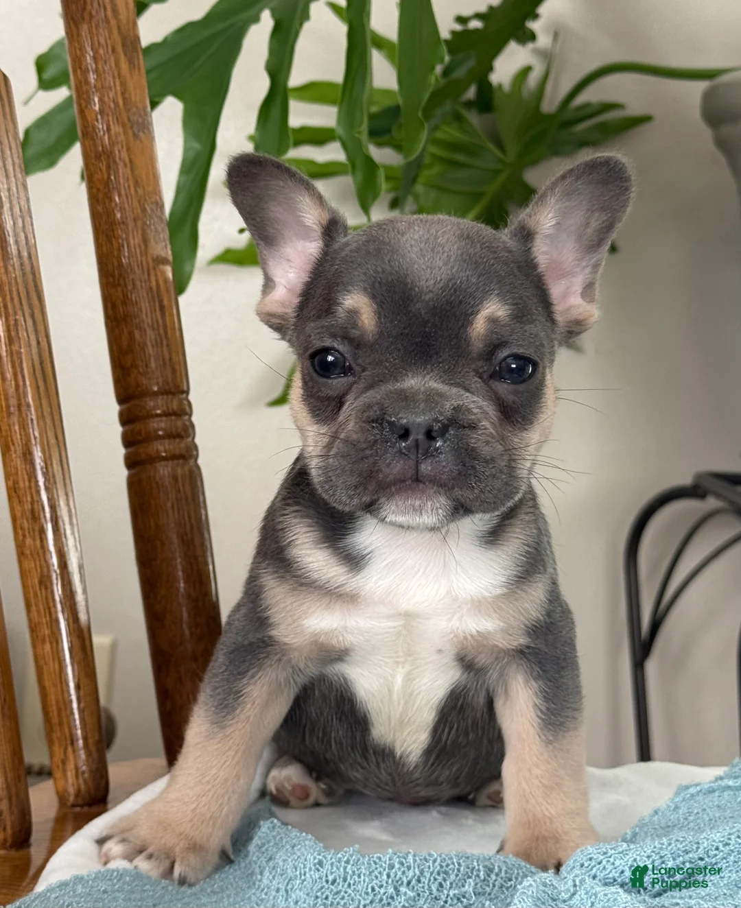 French Bulldog dogs for sale: Wyatt - Ad 13