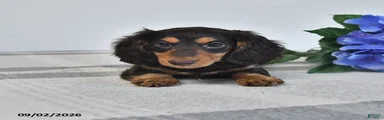 Felix