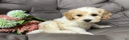 Cockapoo dogs for sale: Biff - Ad 5