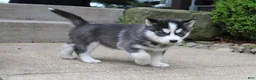 Siberian Husky dogs for sale: Reno - Ad 1