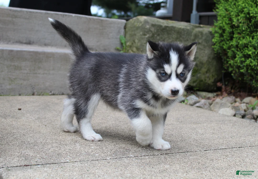 Siberian Husky dogs for sale: Reno - Ad 1