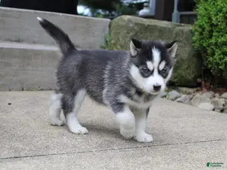 Siberian Husky dogs for sale: Reno - Ad 2