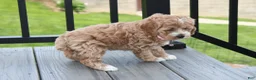 Cockapoo dogs for sale: Paisley  - Ad 3