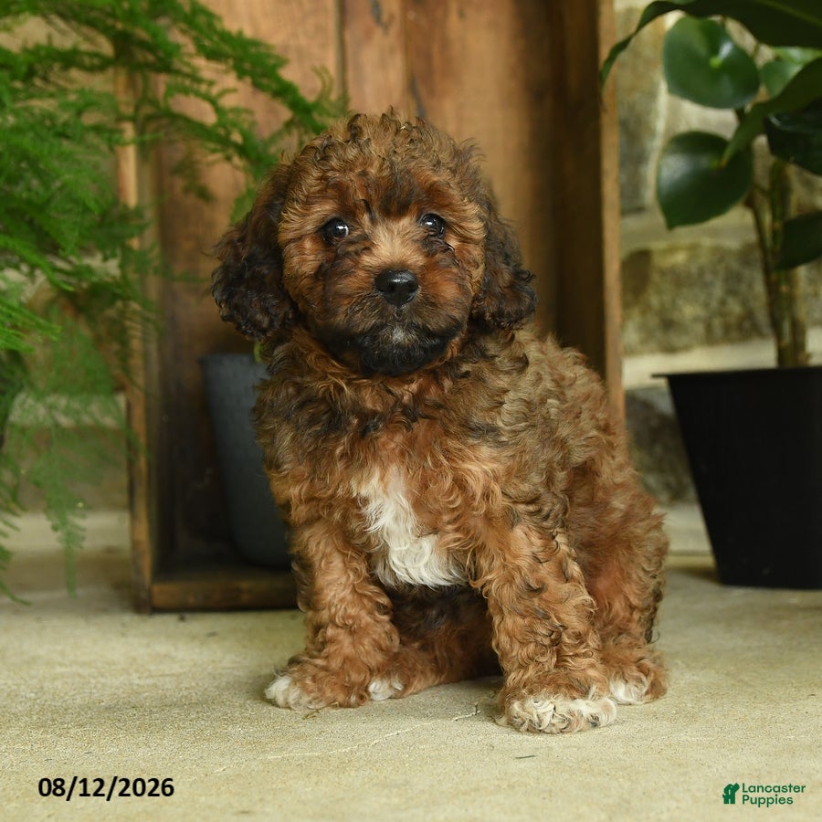 Cavapoo dogs Ember - Ad 1