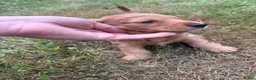 Miniature Dachshund dogs for sale: Freddy - Ad 4