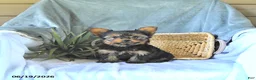 Yorkshire Terrier dogs for sale: Sparky - Ad 4