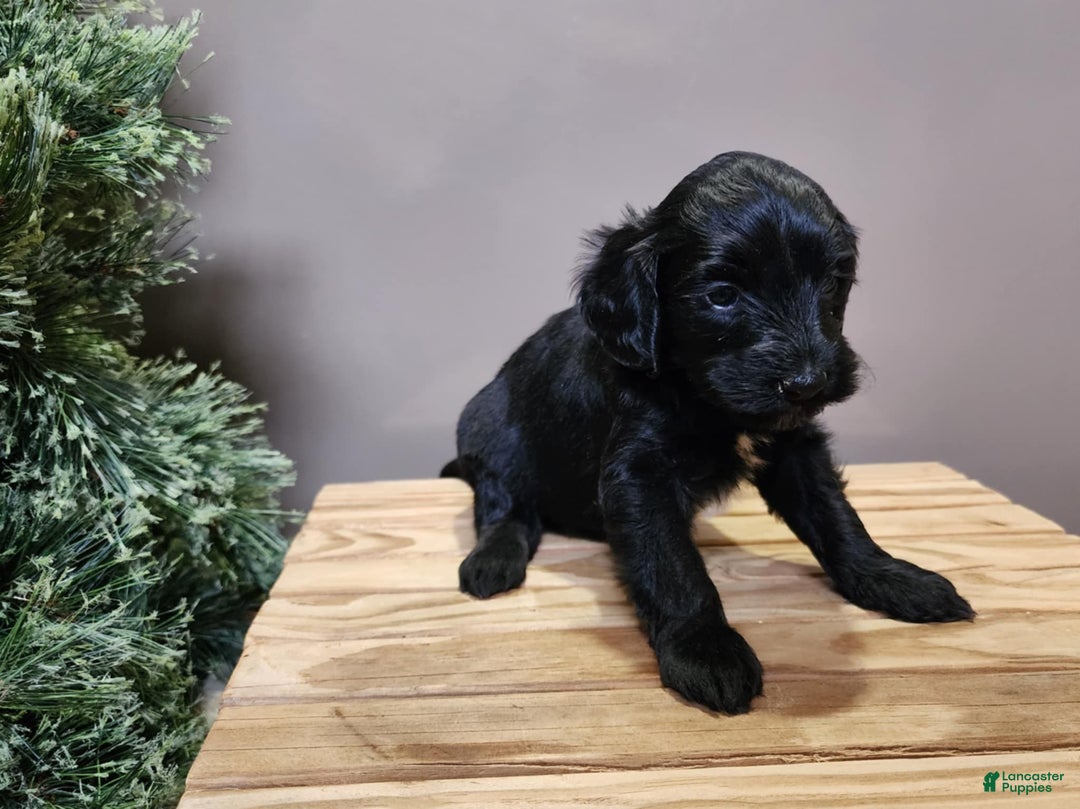 Mini Bernedoodle dogs for sale: Grace - Ad 9