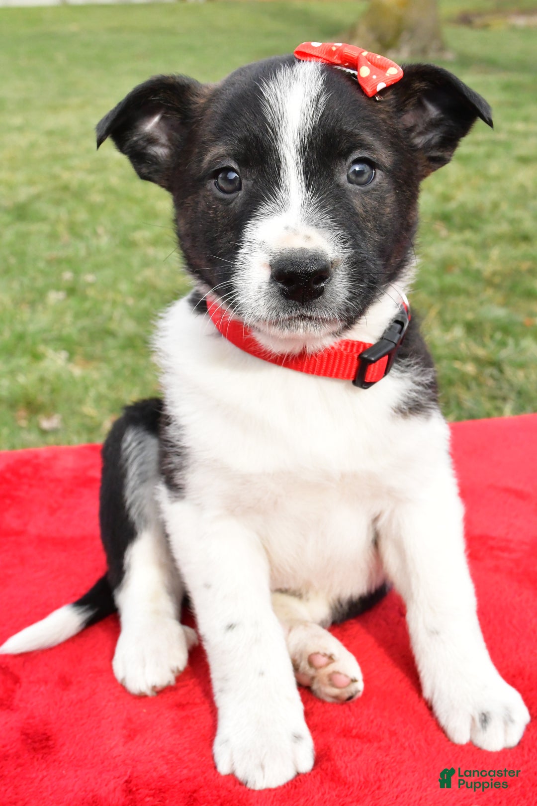 Mixed Breed dogs for sale: Mitchell - Ad 4