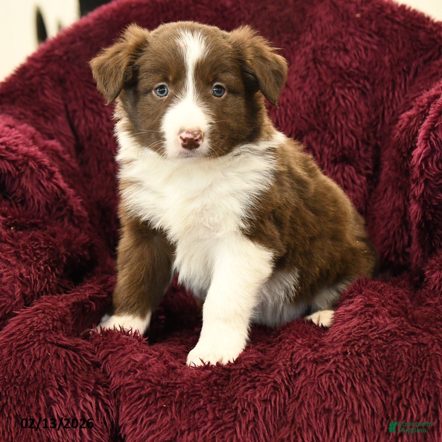 Border Collie dogs Mojo - Ad 2