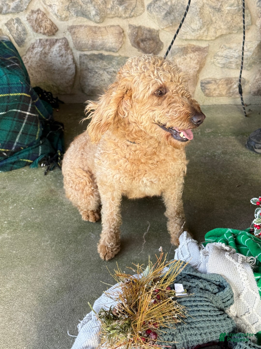 Mixed Breed dogs for sale: Sheba - Ad 2