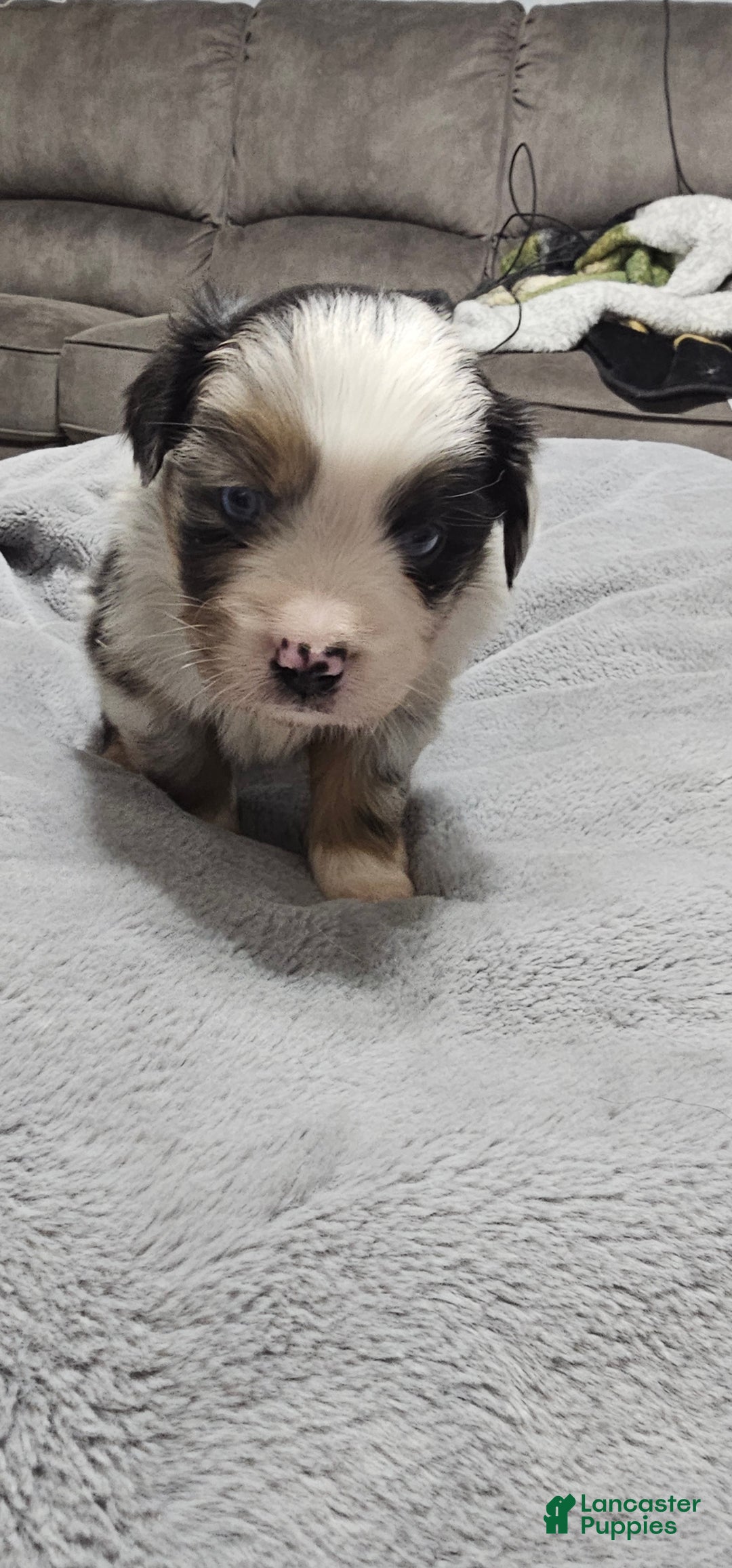 Miniature Australian Shepherd dogs for sale: Donut - Ad 3