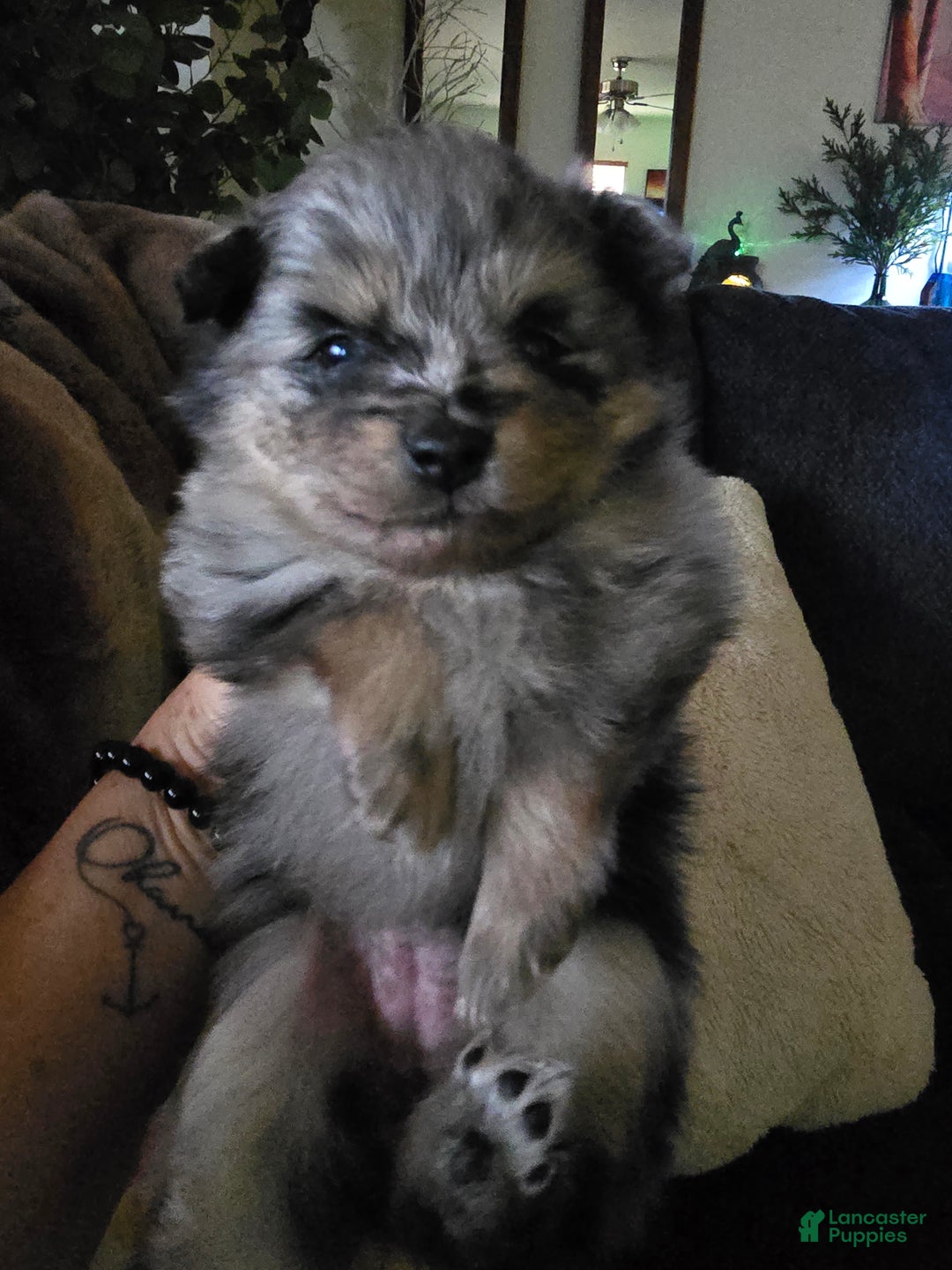 Pomeranian dogs for sale: Pomeranian Puppy 2 - Ad 1