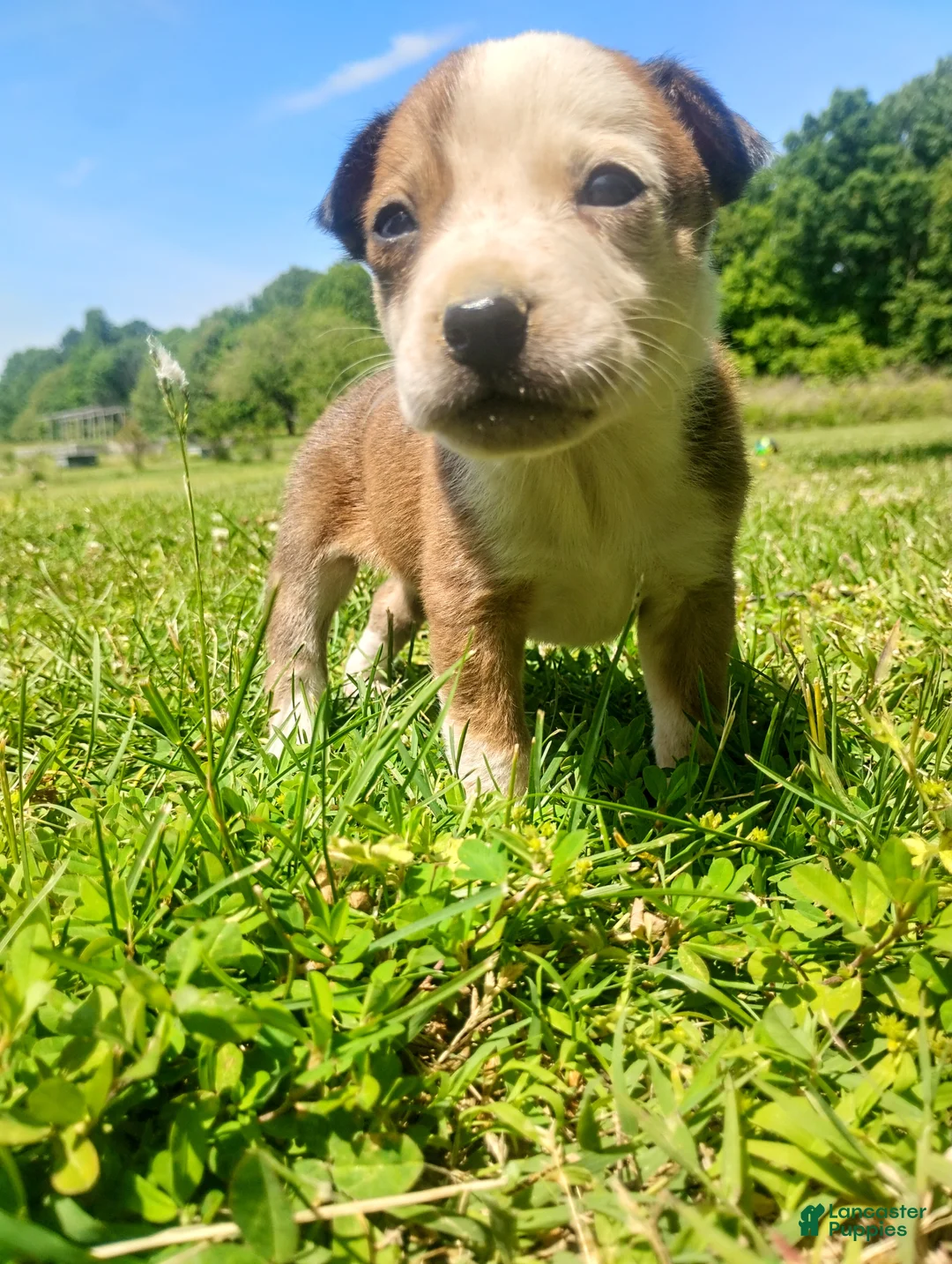 Mixed Breed dogs for sale: Mixed Breed Puppy 5 - Ad 2