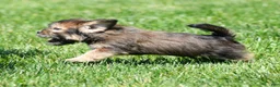 Shorkie dogs for sale: Simpkins - Ad 6