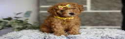 Toy Poodle dogs for sale: Amara  - Ad 3