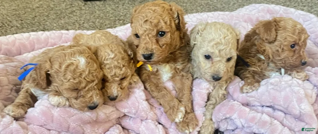 Toy Poodle dogs for sale: LITTLE ARCHIE - Ad 44
