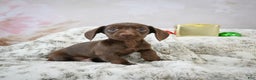 Miniature Dachshund dogs for sale: Rudolph  - Ad 7