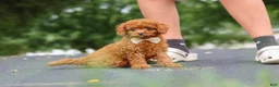 Cavapoo dogs for sale: Wallen - Ad 15