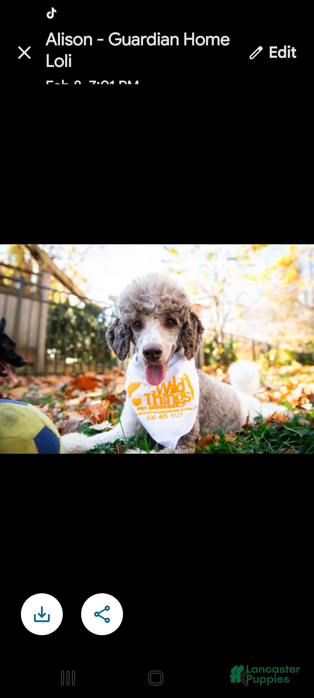 Miniature Poodle dogs for sale: Cooper moyen poodle  - Ad 8