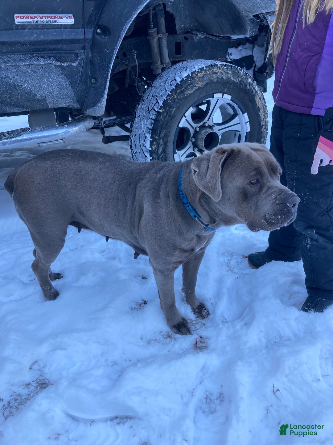 Cane Corso dogs for sale: Daffodil  - Ad 7
