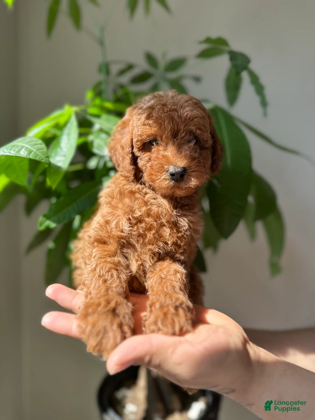 Toy Poodle dogs for sale: romus  - Ad 2