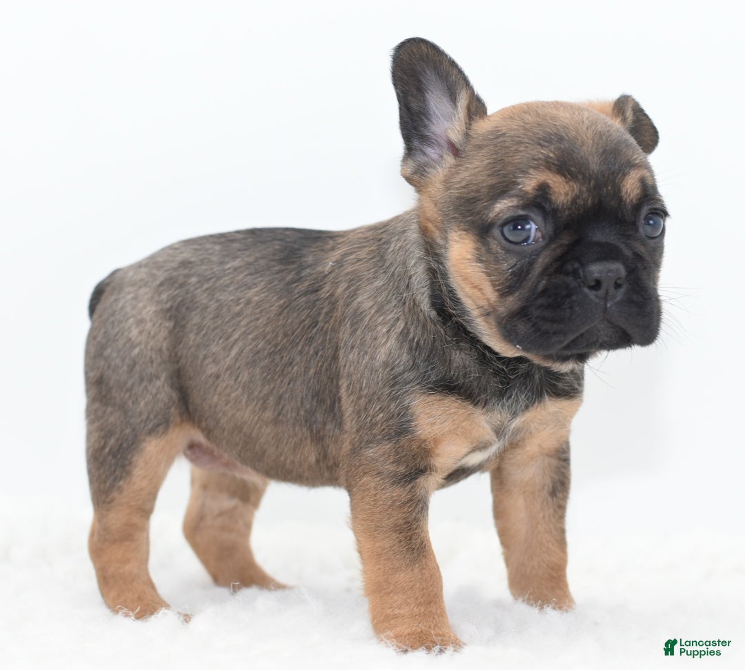 Mixed Breed dogs for sale: Frenchton puppy - Ad 3