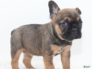 Mixed Breed dogs Frenchton puppy - Ad 11