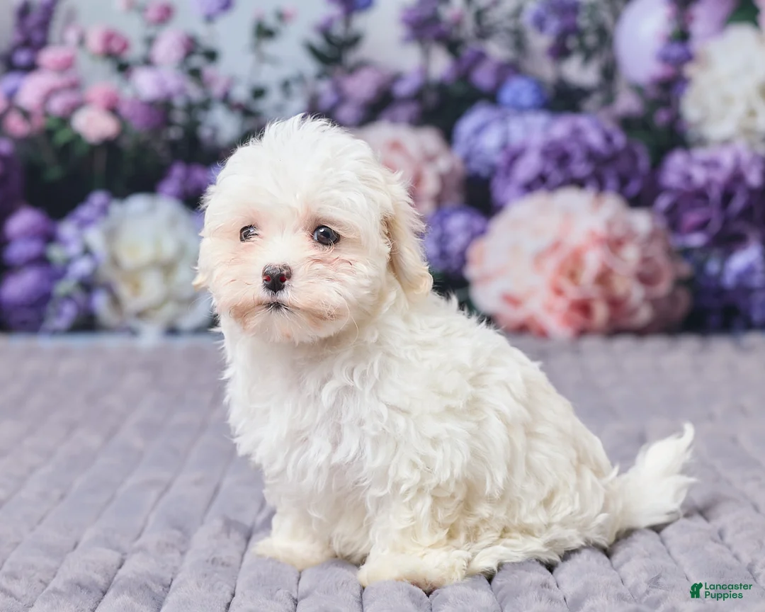 Maltipoo dogs for sale: Sandra - Ad 2