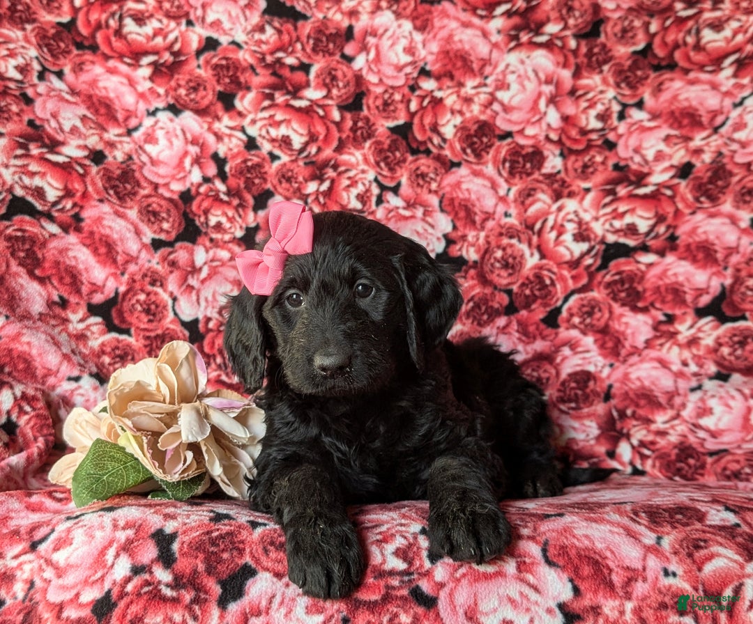 Goldendoodle dogs for sale: Felicia Standard size Hypoallergenic - Ad 6