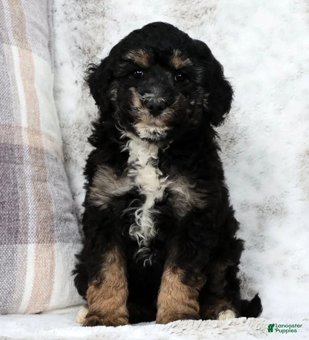 Mini Bernedoodle dogs for sale: Duke - Ad 2