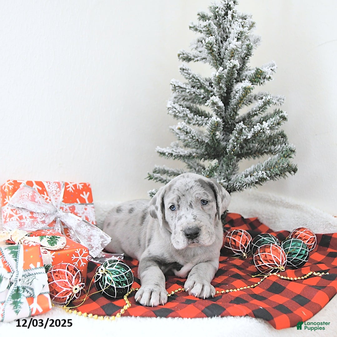Great Dane dogs for sale: Isla - Ad 4