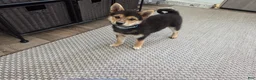 Shiba Inu dogs for sale: Randy - Ad 2