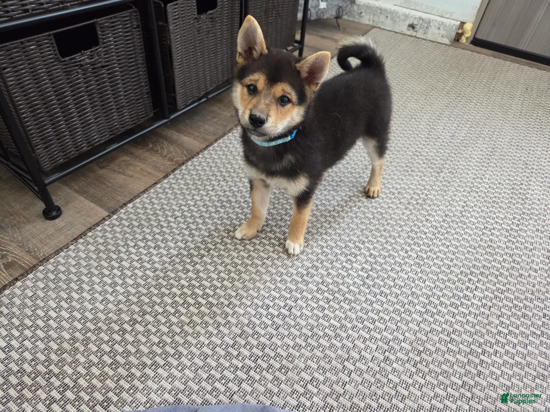 Shiba Inu dogs for sale: Randy - Ad 2