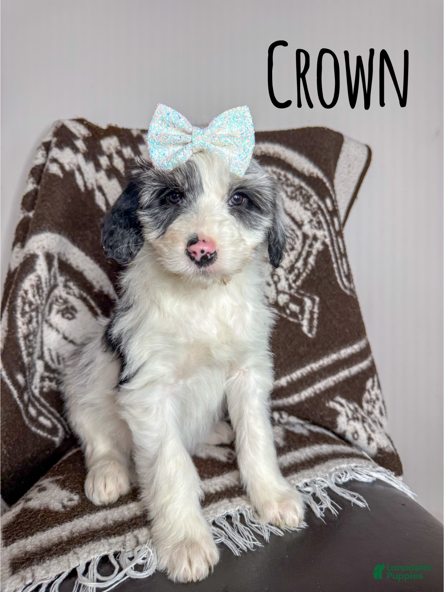 Aussiedoodle dogs Crown - Standard F1 - Ad 21