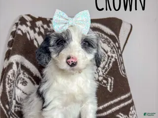 Aussiedoodle dogs Crown - Standard F1 - Ad 13