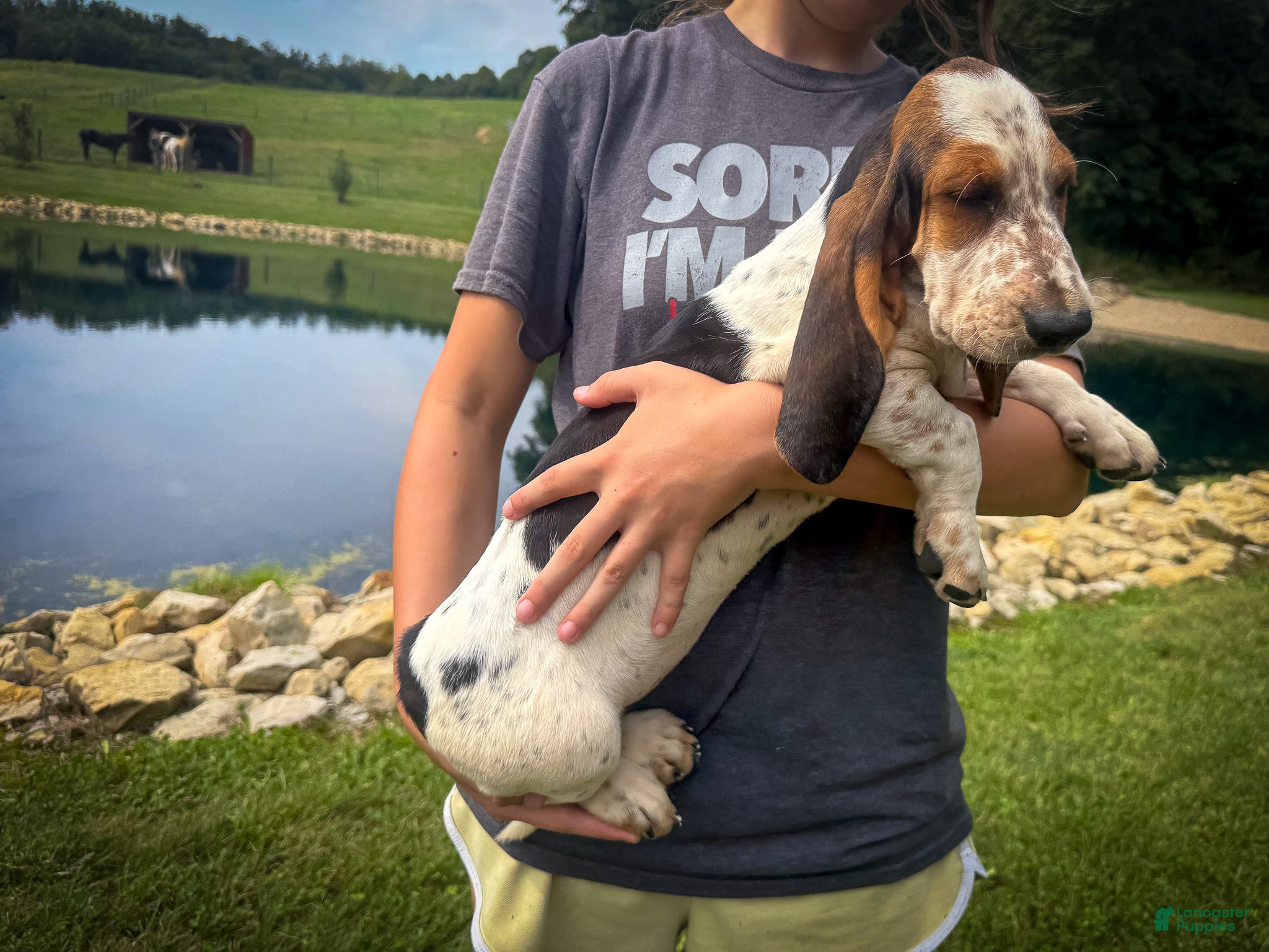 Basset Hound dogs Mabel - Ad 2