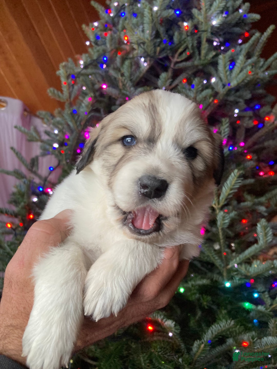 Great Pyrenees dogs for sale: Great Pyrenees Female Puppy - Purple - Ad 6