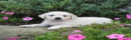 Golden Retriever dogs for sale: Daisy - Ad 3