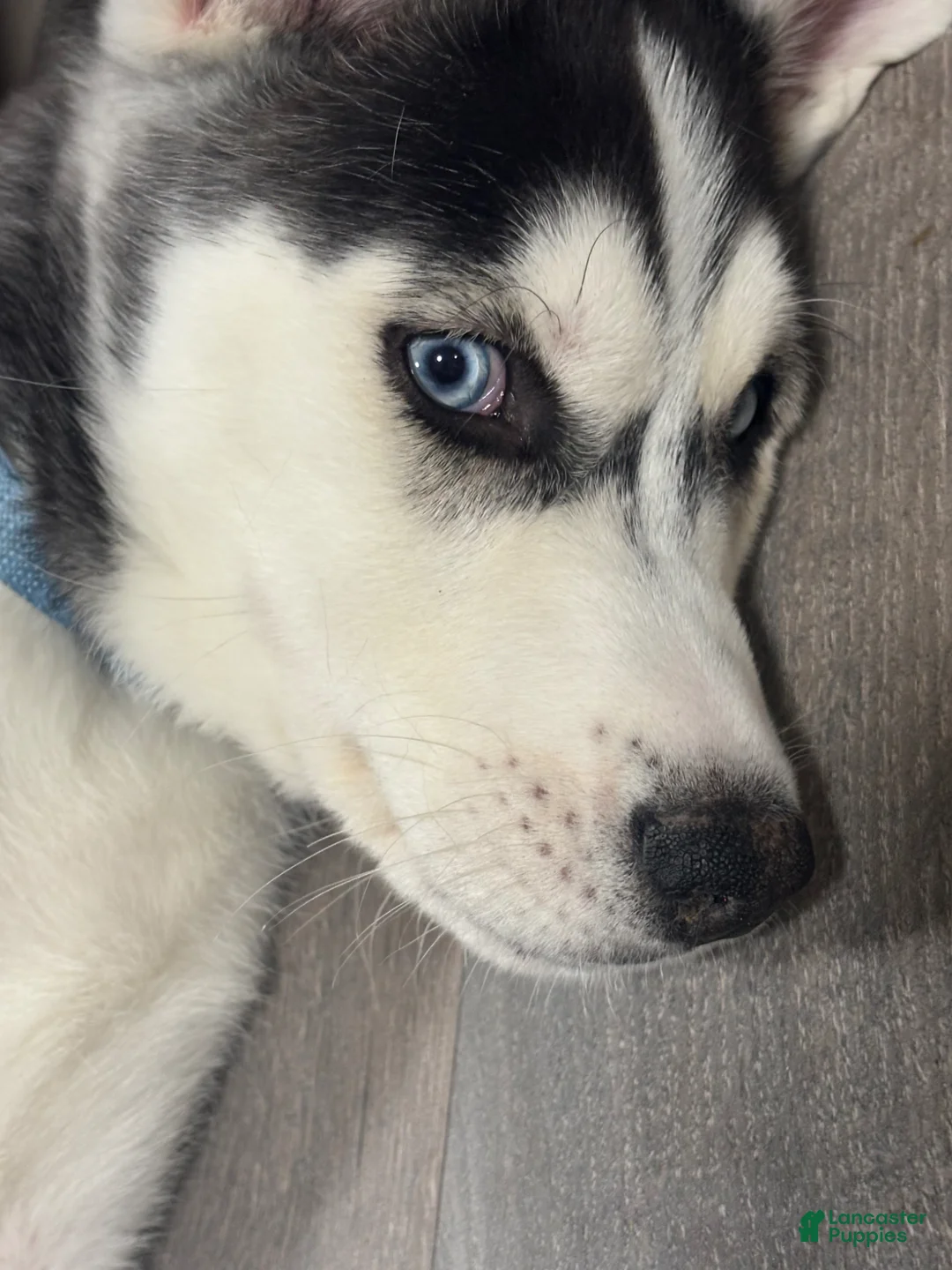 Siberian Husky dogs for sale: Siberian Husky Puppy 1 - Ad 2