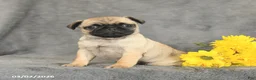 Pug dogs for sale: Peaches - Ad 4