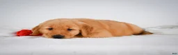 Golden Retriever dogs for sale: Roscoe - Ad 10