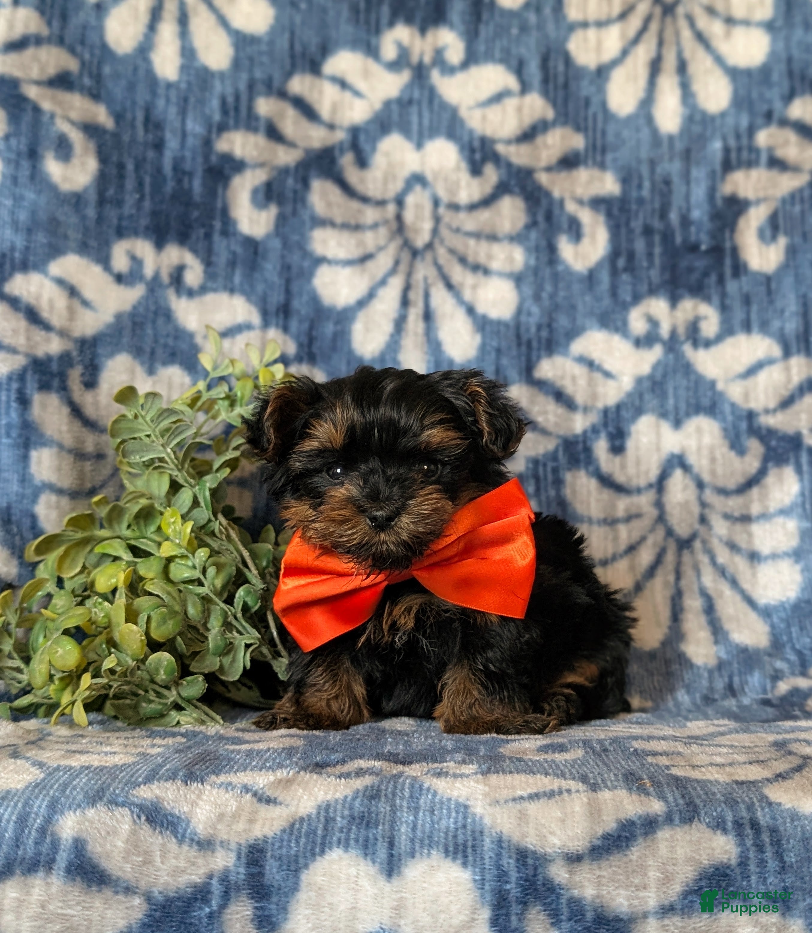 Yorkiepoo dogs Newton 7 lbs Full Grown - Ad 2