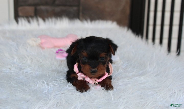 Yorkiepoo dogs Emmy  - Ad 1